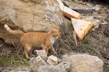 Turuncu kızıl kedi taşların ve kuru çimenlerin arasında yürüyor kırsal alanda kayalık doğal araziyi keşfediyor.