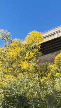 Güneş ışığında açan parlak sarı mimoza çiçekleri, çiçeklerle dolu yoğun bahar dalları, canlı mevsimsel arka plan yaratıyor.