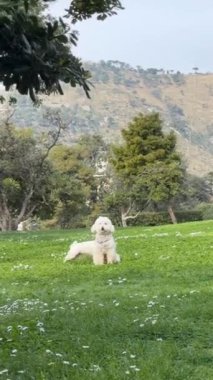 Beyaz tüylü köpek parkta yeşil çimlerde koşuyor, arka planda dağlar, neşeli açık hava anı neşeli evcil hayvan ve huzurlu doğa manzarasını yakalıyor.