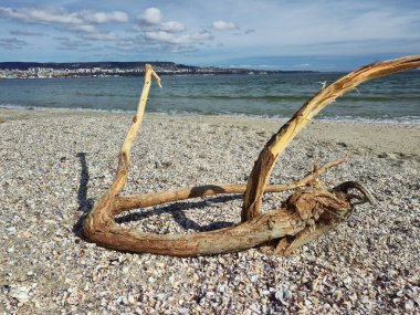 Dalgalar, deniz, deniz ve mavi gökyüzü altında uzak şehirlerle kaplı deniz kabukları üzerinde sürüklenen doğal kıyı manzarası.