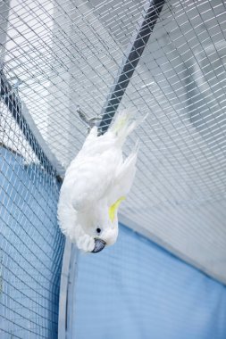 Kuşhanenin içindeki metal örgüye baş aşağı asılı beyaz papağan, neşeli davranışlar sergiliyor, parlak tüyler ve temiz muhafazadaki doğal ışık.