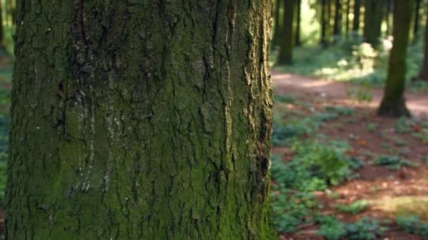 Le tronc de l'arbre dans la forêt verte 