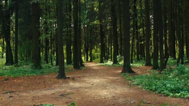 Camino forestal entre árboles — Vídeo de stock