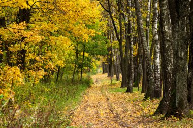 Sonbahar manzarası. Huş ağacı korusu boyunca yerel bir patika. Yerde sarı yapraklar var. Sonbaharın sonu. 