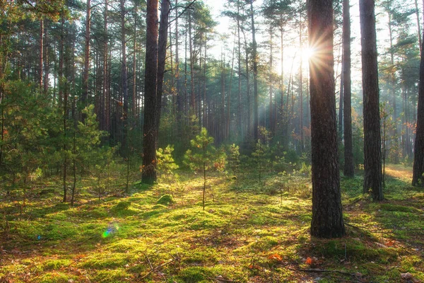Landschaftlich Reizvoll Sonnenlichter Wald Kiefernwald Grünes Moos Boden Morgen Herbst — Stockfoto