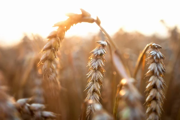 Alba Sul Campo Grano Paesaggio Autunno Orecchie Oro Pronte Raccolta Immagine Stock