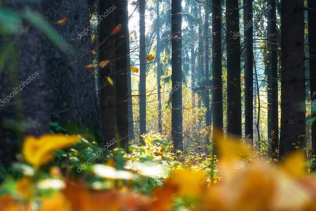 Фотообои Fall scenery of dark woods. Sunlights makes way throught dark trunks of trees. Yellow foliage. Trunks of pines.