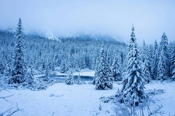 Śnieżny Las Górach Zimowy Krajobraz Przyrody Mroźnymi Sosnami Górskiej Dolinie — Zdjęcie stockowe