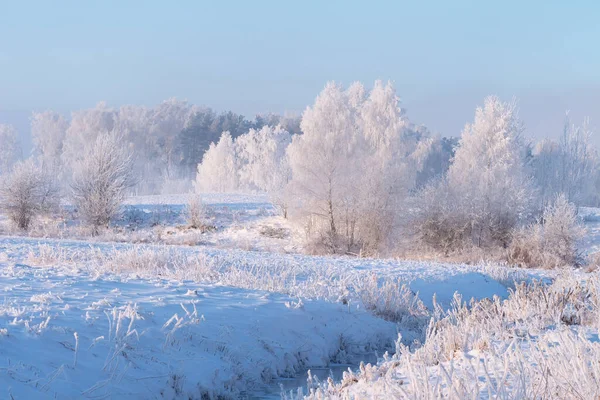 Raureifwetter Winter Schneebedeckte Bäume Auf Gefrorener Wiese Frost Und Schnee — Stockfoto