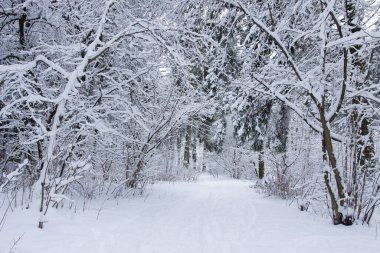 Kış karlı parkı. Ormandaki karlı ağaçların doğal manzarası. İnanılmaz kış manzarası. Noel zamanı. Aralık doğası.