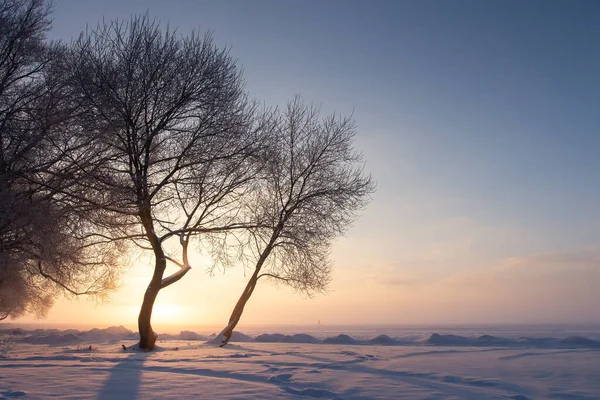 Winter nature landscape. Winter sunset. Snowy scenery in sunlight. Amazing hoarfrost on trees illuminated by sunbeams,