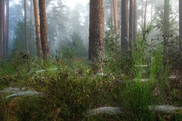 Paesaggio Della Foresta Selvaggia Con Muschio Reti Spyder Sull Erba — Foto Stock