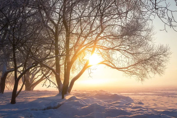 日落时的冬季自然 灿烂的阳光下的雪树 圣诞风景 令人惊奇的冬季自然景观 图库图片