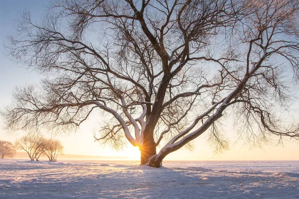 冬日的景色 夕阳西下 一棵大雪树映衬着阳光 晴朗的夜晚 雪地的自然景观 地平线上灿烂的阳光 免版税图库照片