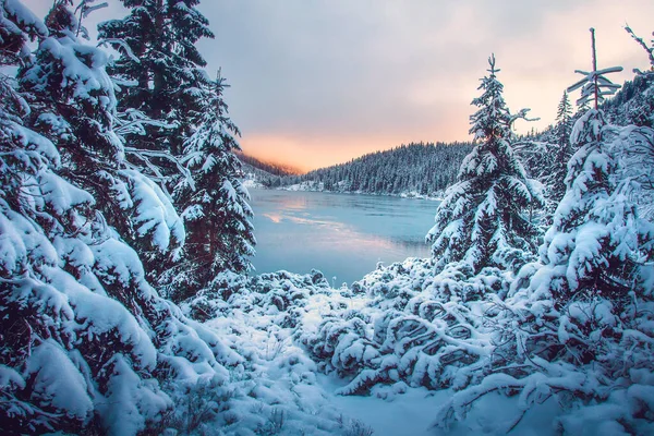 Natura Invernale Scena Montagna Tramonto Incredibili Montagne Innevate Alberi Abete — Foto Stock