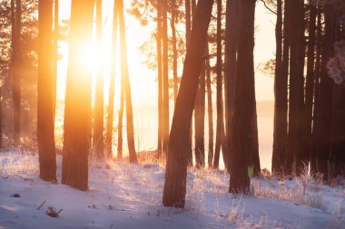 Kış ormanında gün doğumu. Karlı ormandaki ağaçların arasından parlak güneş ışınları. Vahşi ormandaki dondurucu sabah sahnesi. Kış dönemi. Çam ağaçlarının muhteşem manzarası aydınlatılmış güneş ışığı.