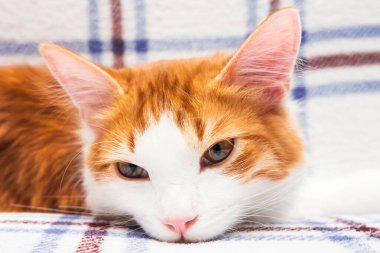 Sakin genç kedi beyaz ve zencefil rengi rahat bir battaniyede dinleniyor..