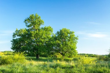 Açık havada yeşil çimenli çayırlarda yeşil ağaçlı yaz manzarası. Manzara doğası. Harika bir çevre parkı. Sağlıklı ortam.