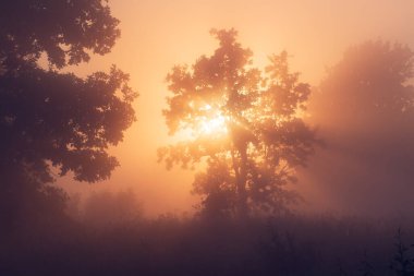 Ağaçların arasından gün ışığıyla kaplı sisli doğa manzarası. Ağaçlı, sisli bir sabah çayırında canlı güneş ışınları. Manzaralı doğa manzarası. Güzel manzara doğası.