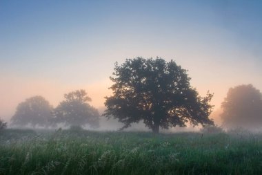 Vahşi bahar sabahı güneşin doğuşunda sisli doğa. Siste yeşil çimenler ve ağaçlar. Taze çayırların üzerinde renkli şafak gökyüzü. Resimli doğa..