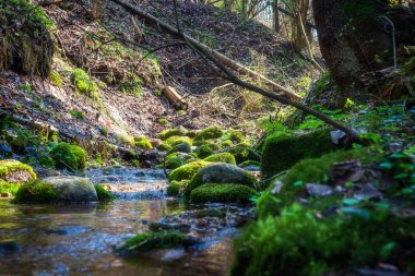 Bahar Ormanı 'nın manzarası. Ormandaki akarsu. Ormandaki taşların arasından süzülen dere. Sakin su yosunlu kayalar ve kayın ağaçları arasında akar.
