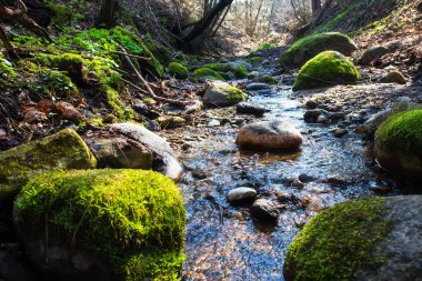 Bahar Ormanı 'nın manzarası. Bahar nehri. Tepenin yamacındaki ağaçlar. Saf su kaynağı.