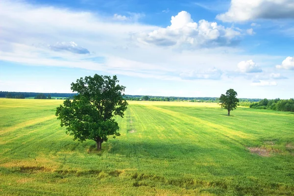 Scenic Summer Landscape Aerial View Single Trees Meadow Cloudy Blue — Stock Photo, Image