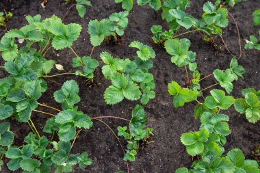 Yatakta çilek yetişiyor. Çiftlikte böğürtlensiz genç çilek çalısı. Bahçeye taze çilek ekiyorum. Tarım geçmişi. 