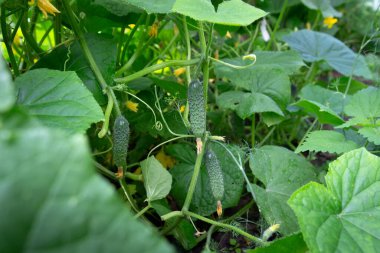 Dallardaki genç yeşil salatalıklar. Yatakta salatalık. Organik çiftliklerde salatalık yetiştiriyorlar. Bir dala asılı salatalıklar..