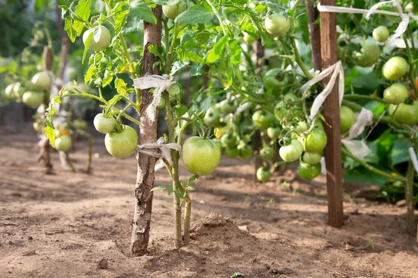 Fazenda Ecológica Tomates Verdes Cultivados Terreno Aberto Tomates Verdes Não — Fotografia de Stock