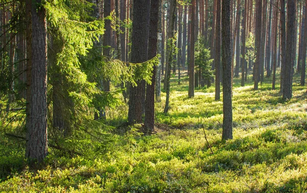 Sommarlandskap Skog Vackert Landskap Tidig Morgon Skogen Solstrålar Mellan Trädstammar — Stockfoto