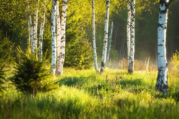 Pemandangan Pagi Musim Panas Matahari Terbit Hutan Birch Kabut Rumput Stok Foto