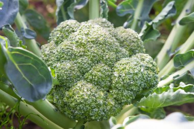 Çiçekli brokoli lahanası. Bahçedeki yeşil brokoli manzaralı. Çiftlikte tarım brokolisi.