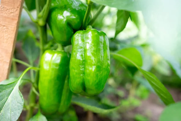 Green Pepper Greenhouse Unripe Peppers Peppers Bush Closeup Peppers Grown Royalty Free Stock Images