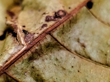Close-up image of dry leaves on the ground, autumn background