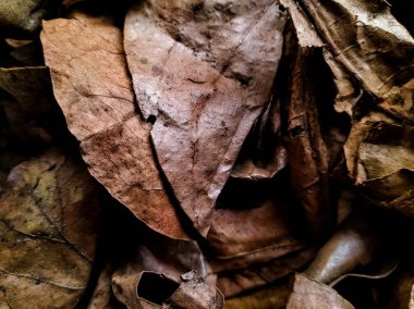 Close-up image of dry leaves on the ground, autumn background