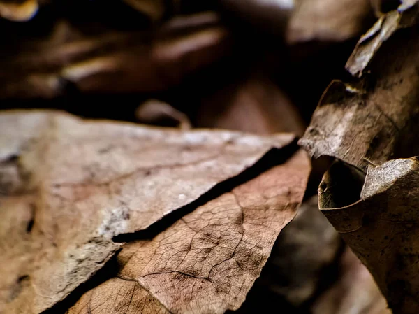 Close-up image of dry leaves on the ground, autumn background