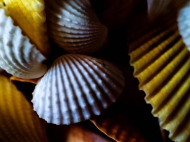 Üst üste binen deniz kabuklarının yakın çekimi, kabuklu dokularını ve dalgalı kenarlarını vurguluyor. 