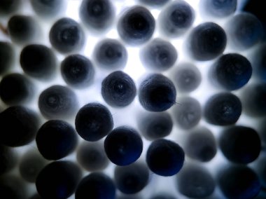 Pamuk tomurcuklarının yakın çekim görüntüsü, sıkıca paketlenmiş beyaz pamuk uçlarını gösteriyor..