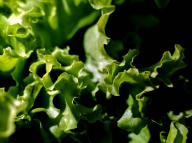 Kıvırcık yeşil kıvırcık kıvırcık kıvırcık kıvırcık yapraklı kenarlı.. 