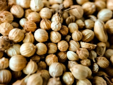 Kuru kişniş tohumlarının yakın çekimlerinde yuvarlak, dalgalı dokuları ve açık kahverengi renkleri sergileniyor.. 