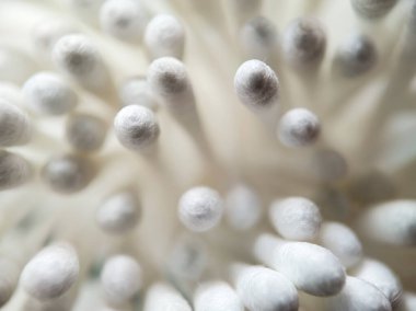 Beyaz, kabarık uçlu ve ince saplı kümelenmiş pamuklu çubuklar.. 