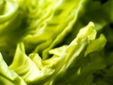 Taze, yeşil lahanaların yakın plan çekimi. Canlı limon renginde katmanlı yapraklar sergiliyor.. 