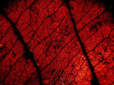 Karmaşık bir havalandırma deseni gösteren kuru bir yaprağın yakın çekimi