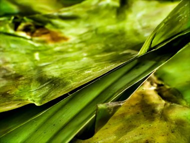 Canlı yeşil bir renk gösteren muz yapraklarının yakın çekimi.
