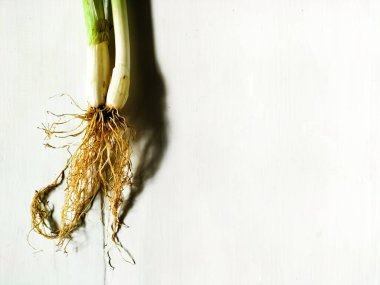 Yeşil soğan köklerini kapat