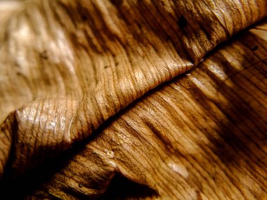 Büyük, kurumuş bir yaprağın yakın çekiminde belirgin damarları olan buruşuk bir dokuyu sergiliyor..