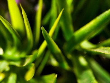 Sivri uçlu ve pürüzsüz dokuları olan canlı yeşil yaprakların yakın çekimi.