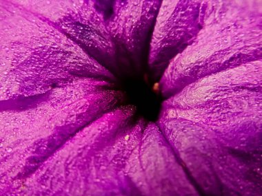 Bir menekşe çiçeğinin makro yakın çekimi, narin yapraklarını desenli bir yüzeyle gösteriyor..