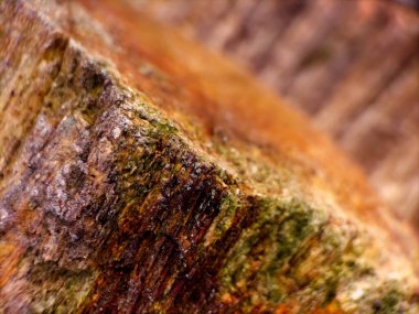 Taşlaşmış bir ahşap fosilinin yakın çekimi, karmaşık detaylar ve dokular sergiliyor..